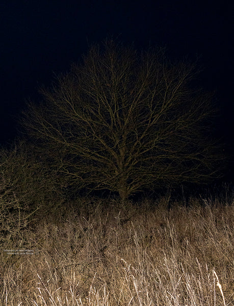 Kostenlose Referenzbilder 3er Bundle - Februar 2026